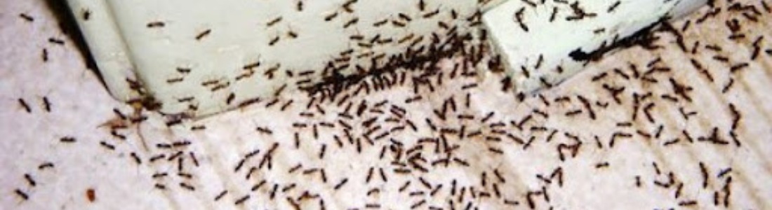 Dedetização de Formigas Residencial 24 HORAS